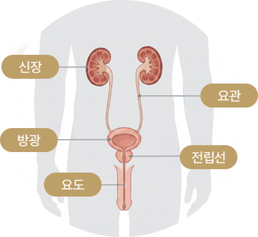 신장·요관·방광·전립선·요도의 위치를 표시한 남성 비뇨기관 도식